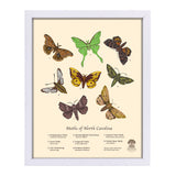 Moths of NC - Art Print